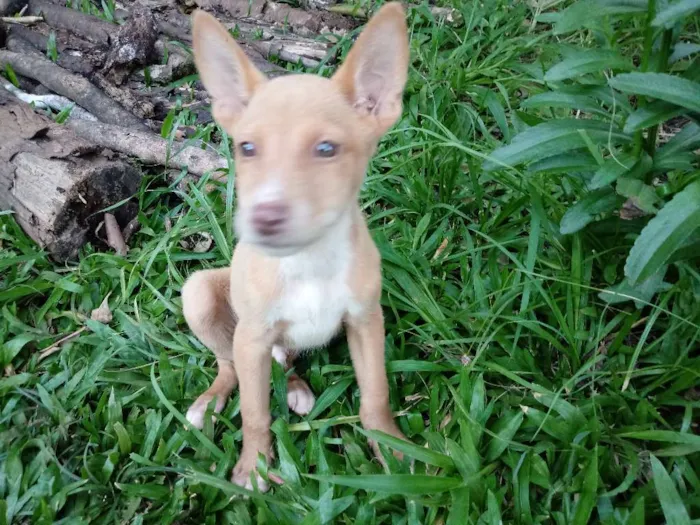 Cachorro ra a Cruza de collie com akita idade 2 a 6 meses nome Mini