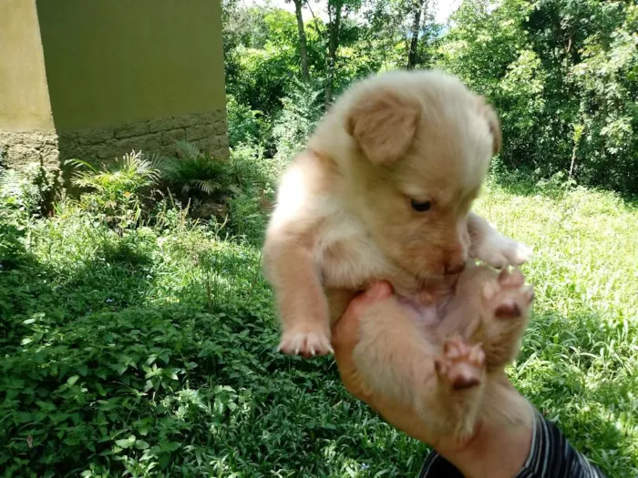 Cachorro ra a Cruza de collie com akita idade 2 a 6 meses nome Fofucho