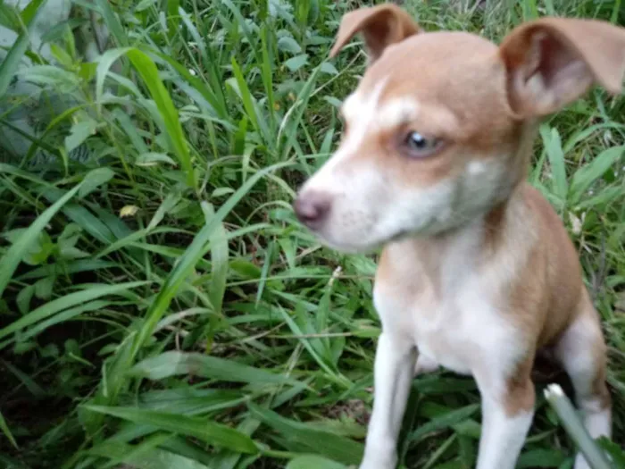 Cachorro ra a Cruza de collie com akita idade 2 a 6 meses nome Querida