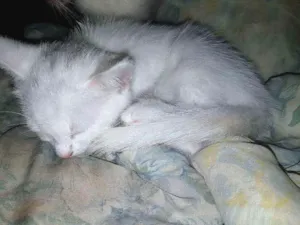 Gato raça srd idade 2 a 6 meses nome sem nome 