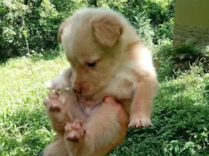 Cachorro raça Cruza de collie com akita idade 2 a 6 meses nome Fofucho