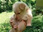 Cachorro raça Cruza de collie com akita idade 2 a 6 meses nome Fofucho