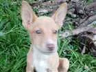 Cachorro raça Cruza de collie com akita idade 2 a 6 meses nome Mini