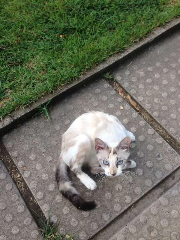 Gato ra a desconhecida idade 7 a 11 meses nome BRANCA