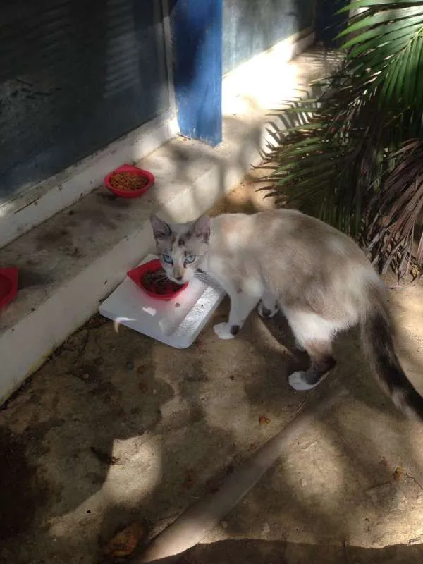 Gato ra a desconhecida idade 7 a 11 meses nome BRANCA