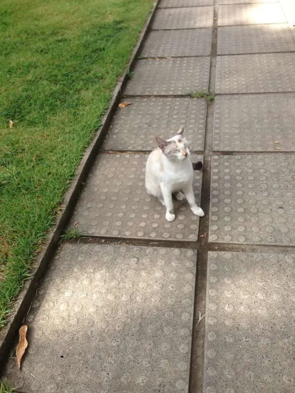 Gato ra a desconhecida idade 7 a 11 meses nome BRANCA