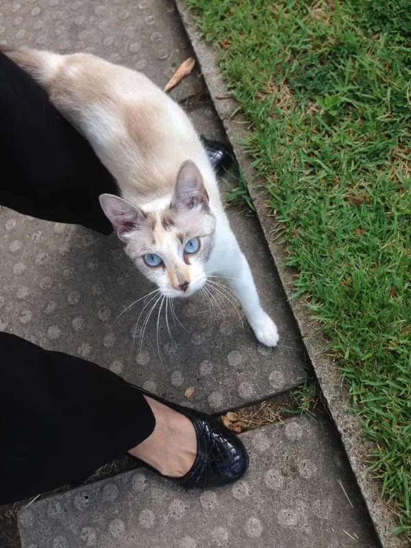 Gato ra a desconhecida idade 7 a 11 meses nome BRANCA