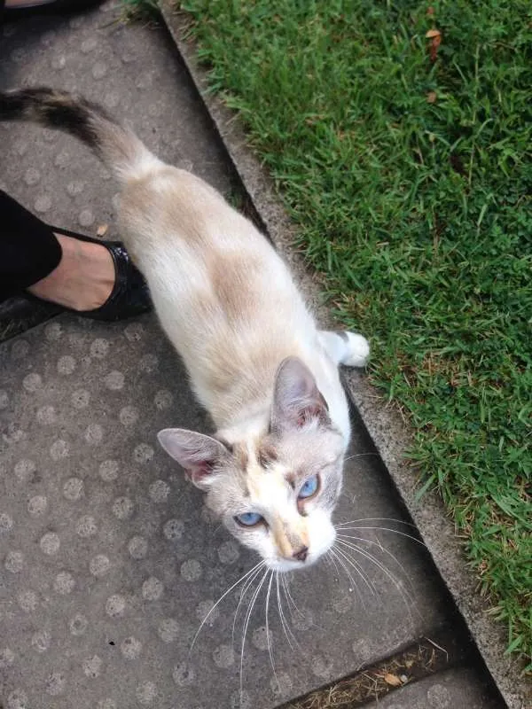 Gato ra a desconhecida idade 7 a 11 meses nome BRANCA