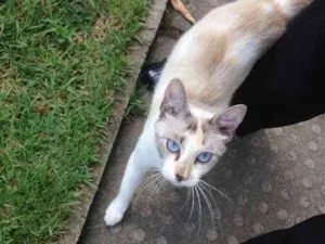 Gato raça desconhecida idade 7 a 11 meses nome BRANCA