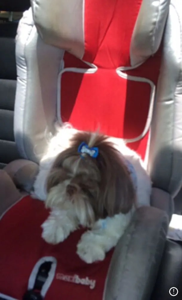 Cachorro ra a Shitszu  idade 3 anos nome Love 