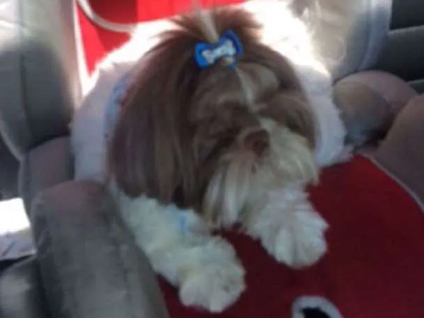 Cachorro ra a Shitszu  idade 3 anos nome Love 