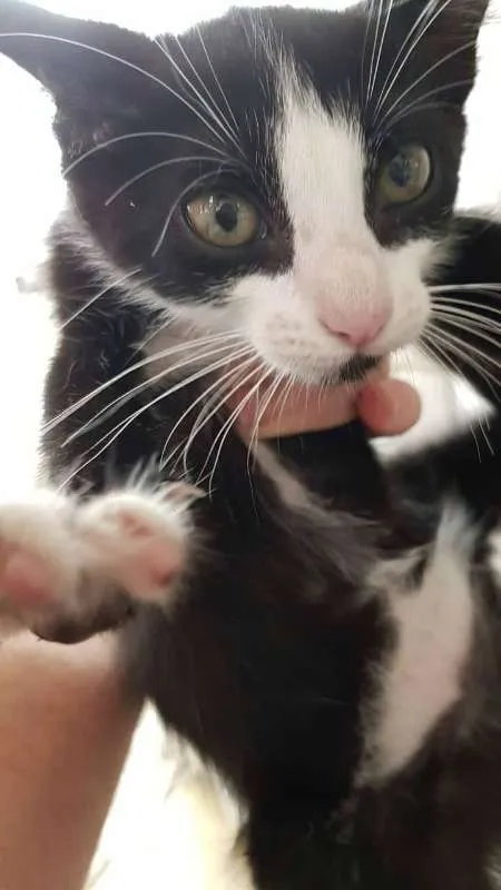 Gato ra a SRD idade 2 a 6 meses nome SN