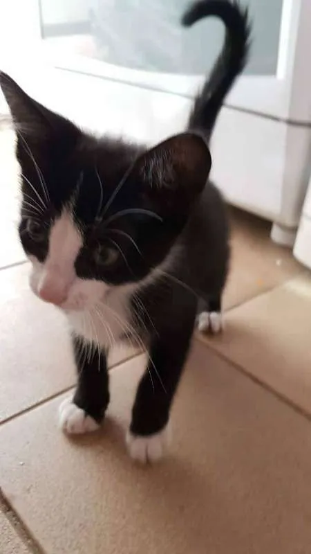 Gato ra a SRD idade 2 a 6 meses nome SN