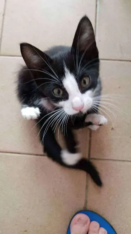 Gato ra a SRD idade 2 a 6 meses nome SN