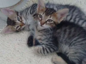 Gato raça Indefinido idade 2 a 6 meses nome Sem nome