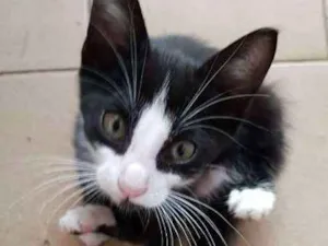 Gato raça SRD idade 2 a 6 meses nome SN