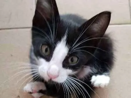 Gato ra a SRD idade 2 a 6 meses nome SN
