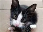 Gato raça SRD idade 2 a 6 meses nome SN
