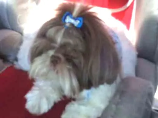 Cachorro ra a Shitszu  idade 3 anos nome Love 