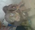 marronzinho
