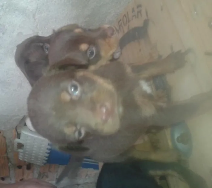Cachorro raça SRD idade Abaixo de 2 meses nome marronzinho