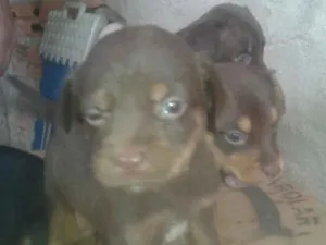 Cachorro raça SRD idade Abaixo de 2 meses nome marronzinho