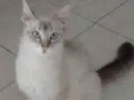 Gato raça Angorá com siamês idade 1 ano nome Sem nome
