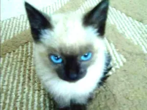 Gato raça Pelo curto brasileiro e siamês idade 2 a 6 meses nome Ralfh (macho) e Laur
