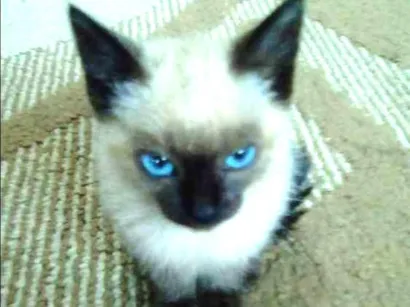Gato raça Pelo curto brasileiro e siamês idade 2 a 6 meses nome Ralfh (macho) e Laur