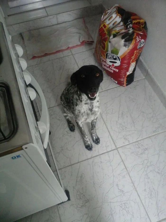 Cachorro ra a Srd  idade 1 ano nome Charlene