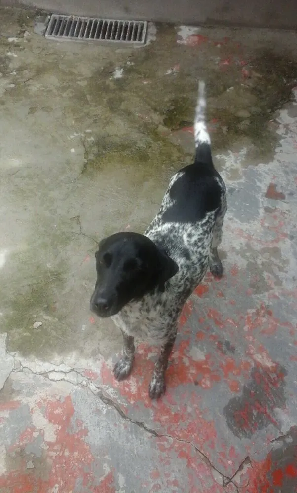 Cachorro ra a Srd  idade 1 ano nome Charlene