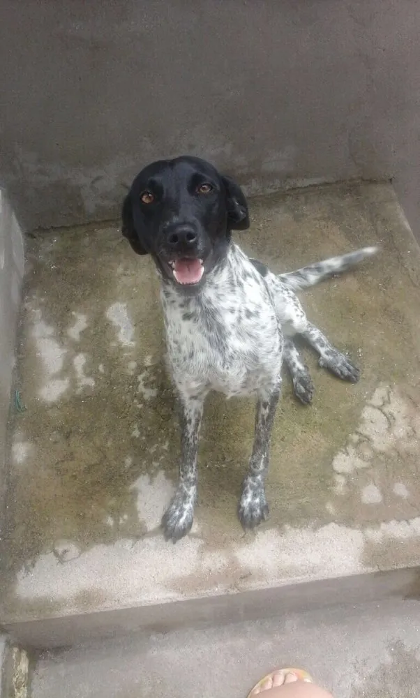 Cachorro ra a Srd  idade 1 ano nome Charlene
