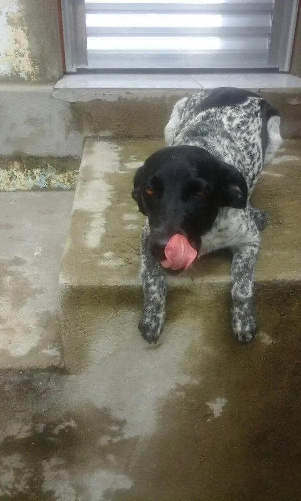 Cachorro ra a Srd  idade 1 ano nome Charlene