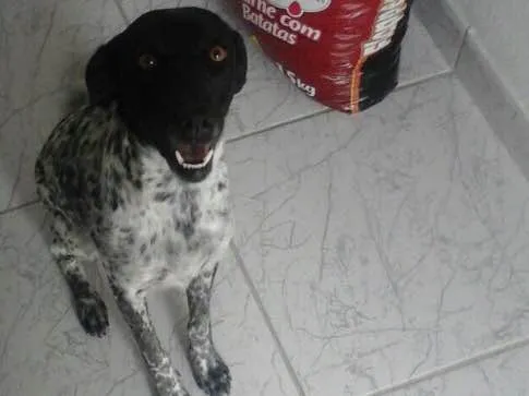 Cachorro ra a Srd  idade 1 ano nome Charlene