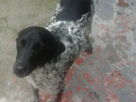 Cachorro ra a Srd  idade 1 ano nome Charlene