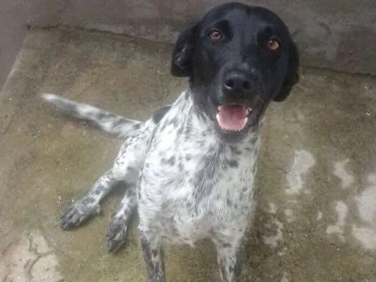 Cachorro ra a Srd  idade 1 ano nome Charlene