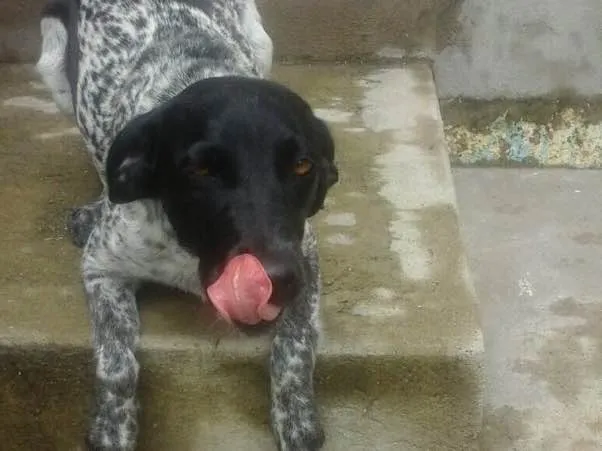 Cachorro ra a Srd  idade 1 ano nome Charlene