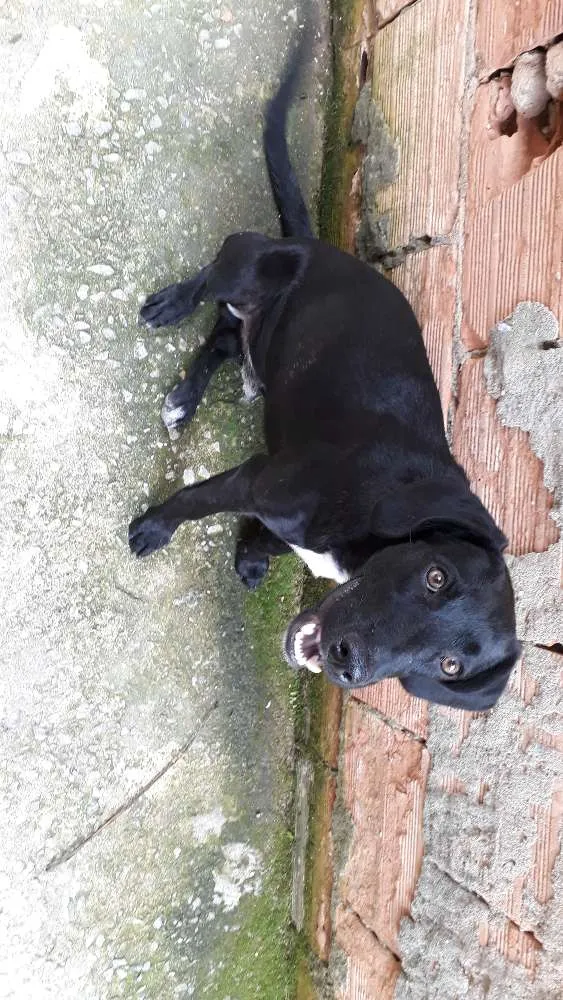 Cachorro ra a Mestiço labrador  idade 2 a 6 meses nome Zack