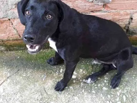 Cachorro ra a Mestiço labrador  idade 2 a 6 meses nome Zack