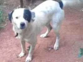 Cachorro ra a SRD idade 4 anos nome Pirata