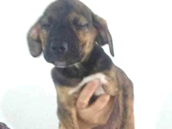 Cachorro ra a SRD  idade 2 a 6 meses nome Filhotes 