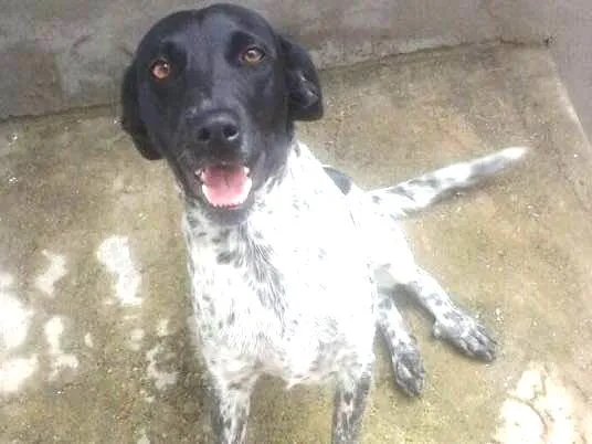 Cachorro ra a Srd  idade 1 ano nome Charlene