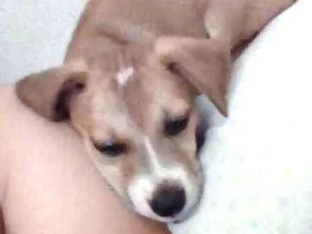 Cachorro raça Vira Lata  idade Abaixo de 2 meses nome Sem nome 