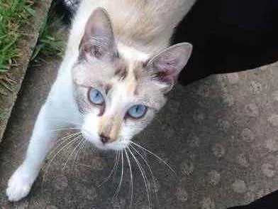 Gato ra a desconhecida idade 7 a 11 meses nome BRANCA