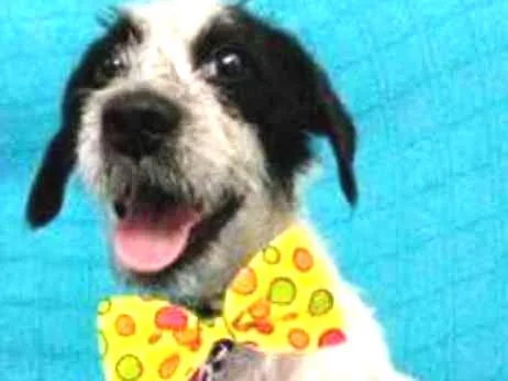 Cachorro raça SRD idade 1 ano nome BONEY