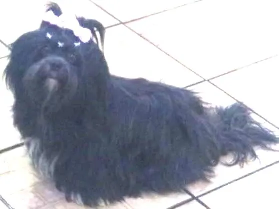 Cachorro ra a Shitzu  idade 4 anos nome Preta