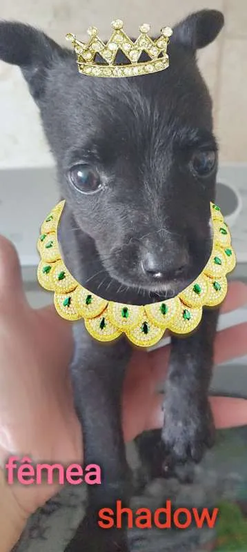 Cachorro ra a srd idade 2 a 6 meses nome SHADOW