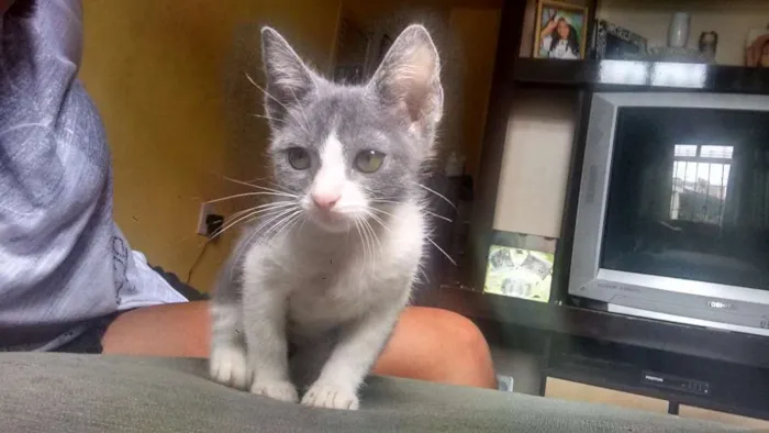 Gato ra a  idade 2 a 6 meses nome Shakira