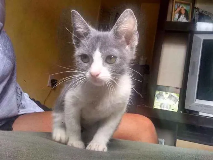 Gato ra a  idade 2 a 6 meses nome Shakira