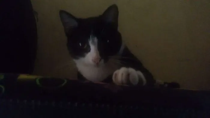 Gato ra a  idade 7 a 11 meses nome Laila